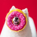 Houndsabueso Jumbo Donutz Strawberry Dog Toy HO1667421